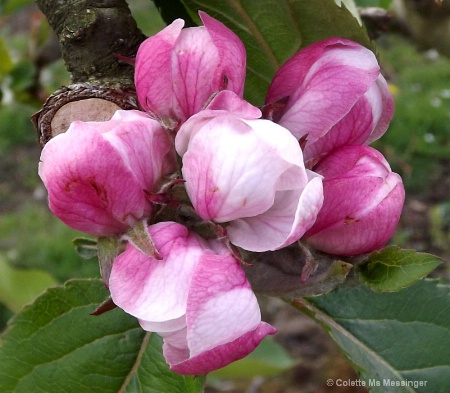 apple blossom 2012