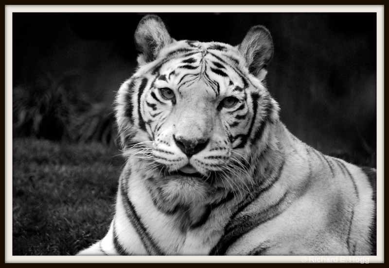 White Tiger