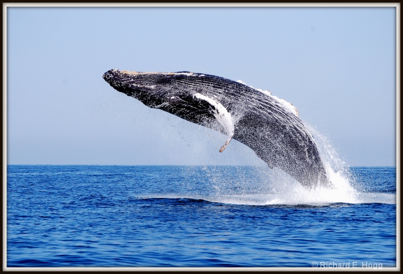 Humpback Whale