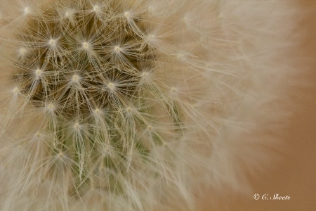 Dandelion