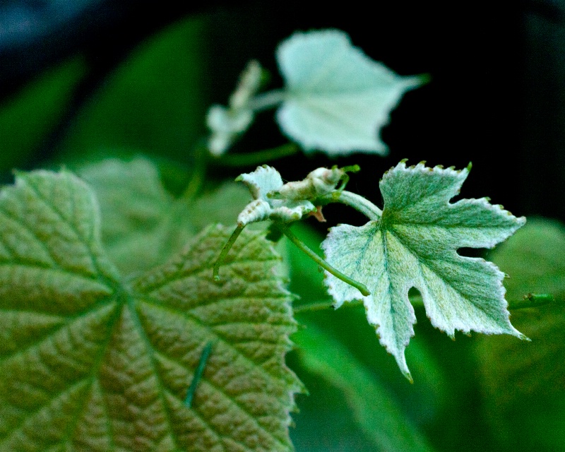 Grape leaves in Spring