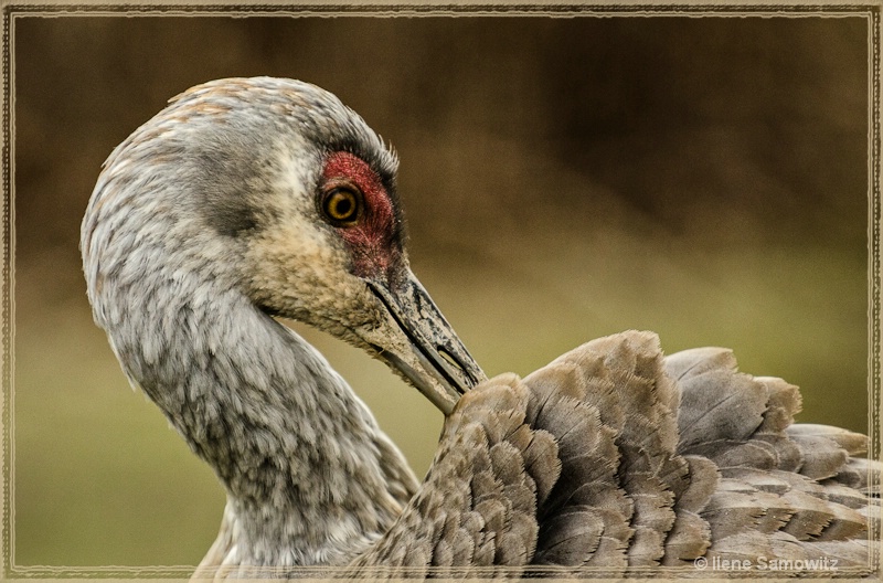 Preening Sandhill Crane