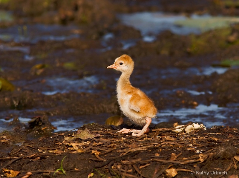 Sandhill Crane Chick on Nest