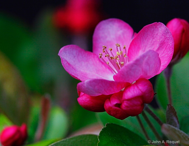 Signs of Spring -- Apple Blossom Time