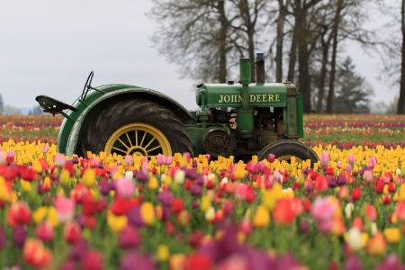 Woodburn Wooden Shoe Tulip Festival