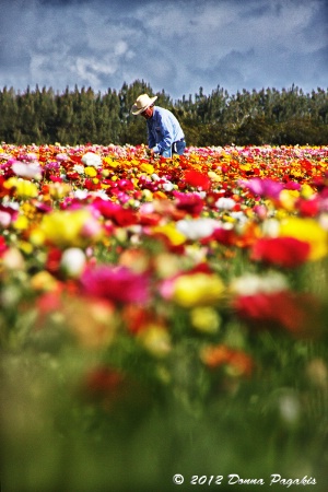 Working Among the Ranunculus