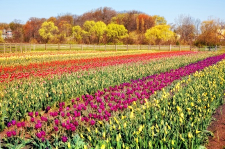 Field of Tulips