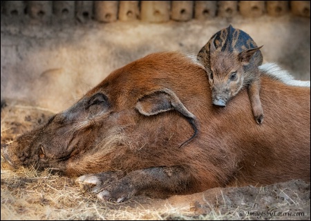 Piggy-Back Ride