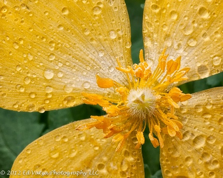 Wood Poppy