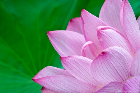 Lotus Pink on Green