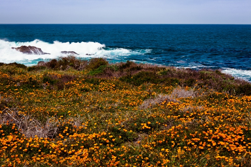 Poppies by the sea