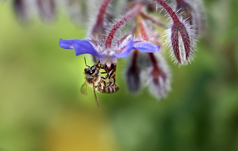 Bee-utiful Day