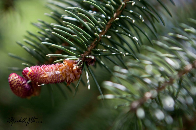 Bud BURST!