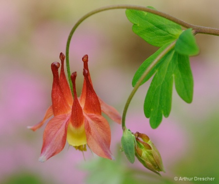 Columbine