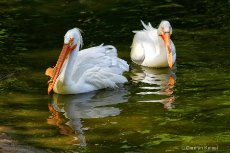 Great White Pelicans