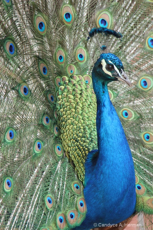 Proud Peacock