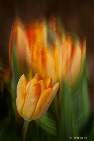 Orange Tulips