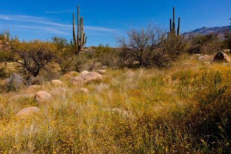 Desert Meadow in Bloom