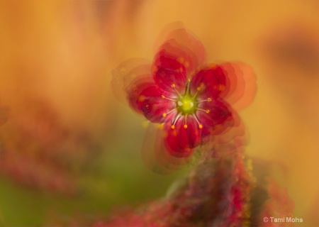 Saxifraga variation