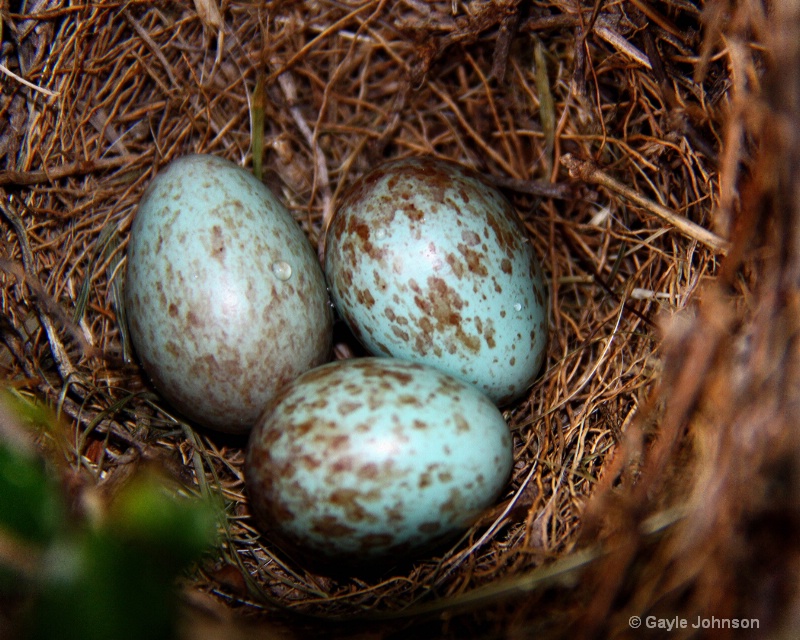 Download Inspiring Photo Mockingbird Eggs 12932738