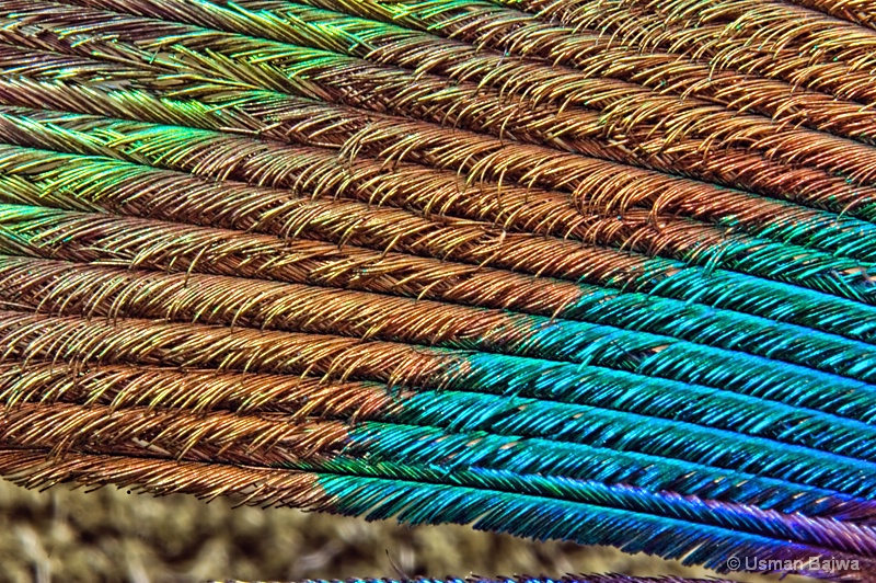 Peacock Colors