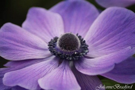 Purple Poppy