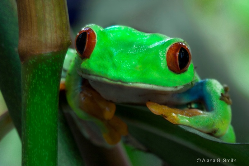 Red-Eyed Tree Frog