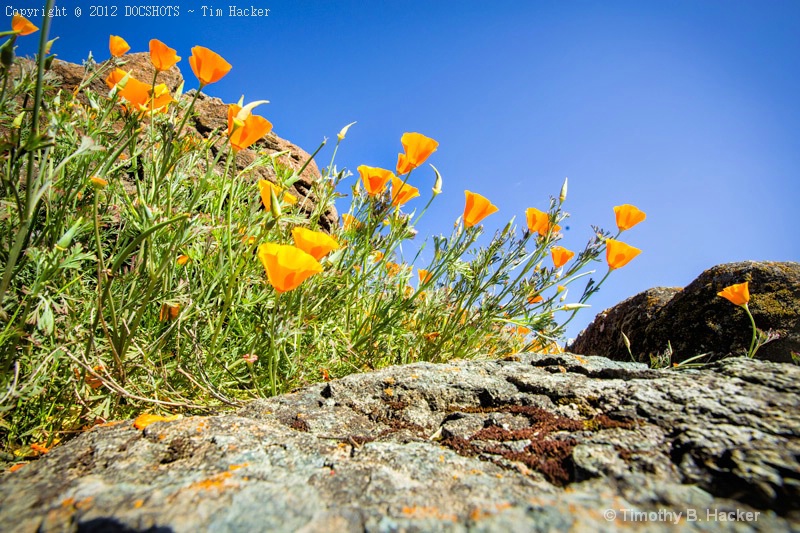 More Poppies and Rocks