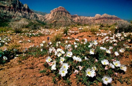 Dune Evening Primrose  J-89-13