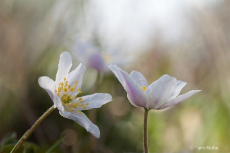 Wood Anemone Duet