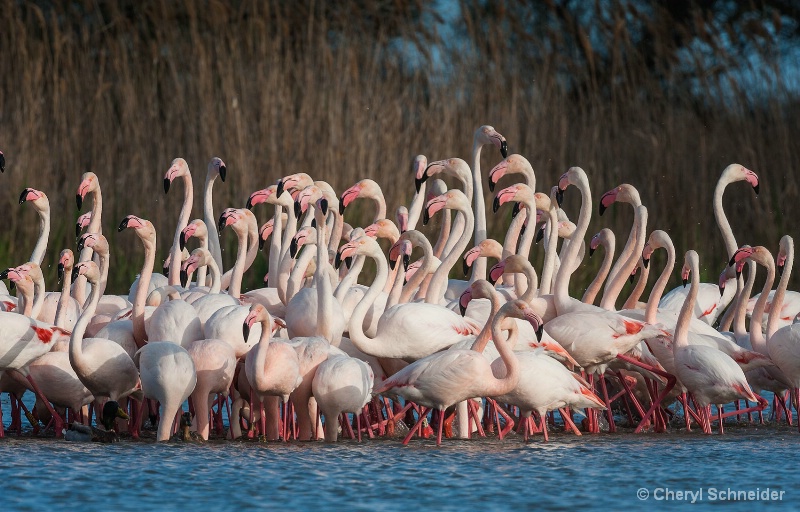 Flock Of Flamingos