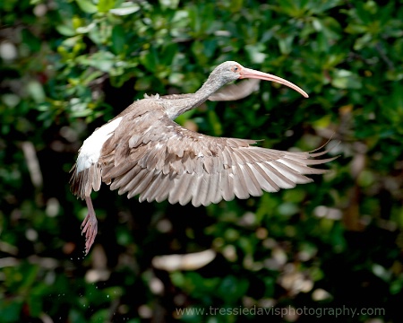 In Flight