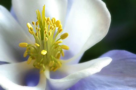 columbine detail