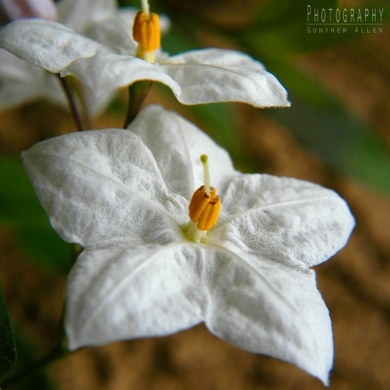 White Potato Vine