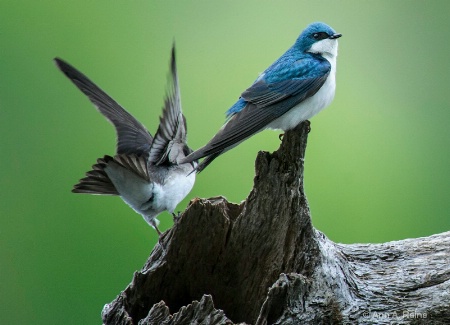 Tree Swallows #2