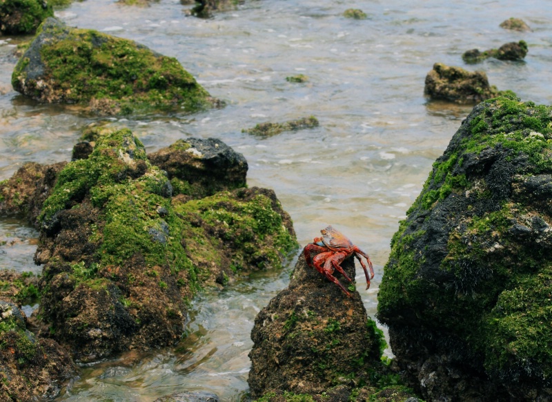 Sally Lightfoot Crab