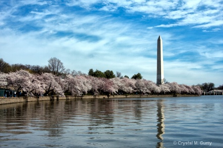 The Washington Monument with Cherry Blossoms