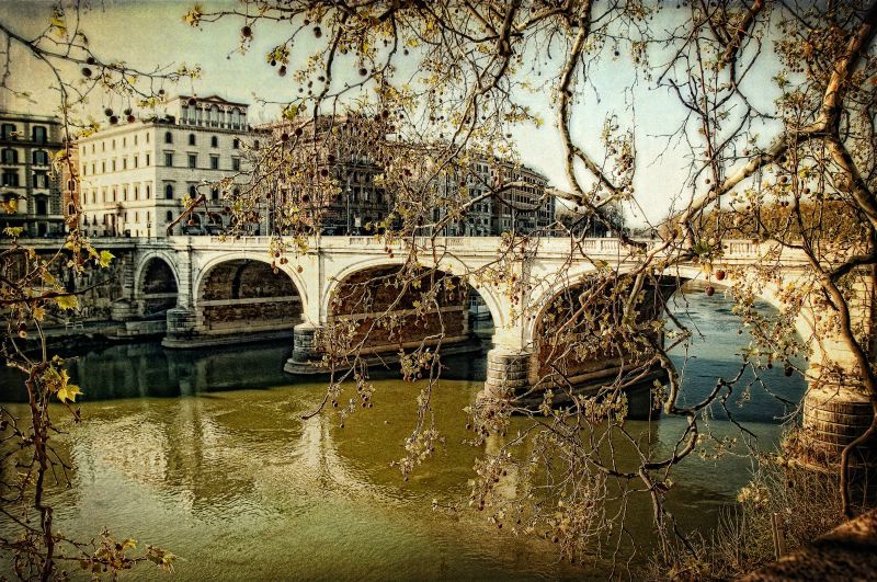 Sycamores Along the River