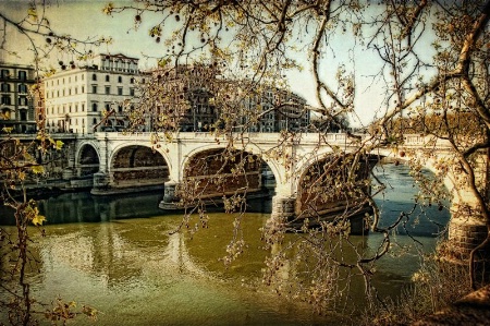 Sycamores Along the River