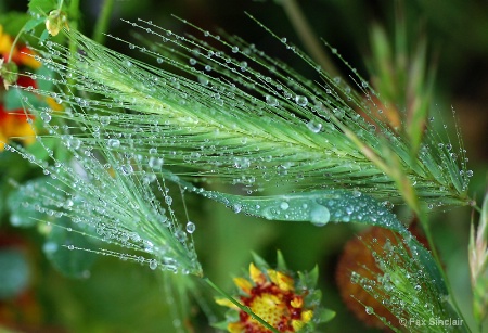 Flowing Grasses