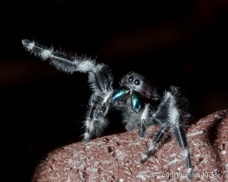 Jumping Spider