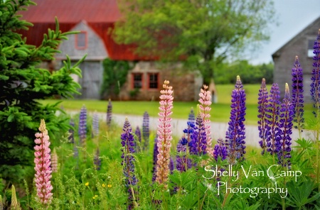 Colors of Lupines