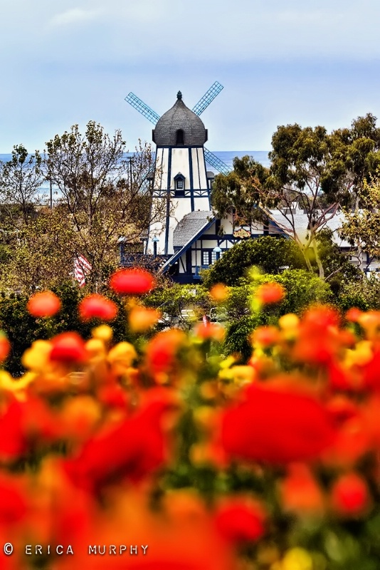 Flower Fields