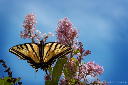 Wings Of Joy