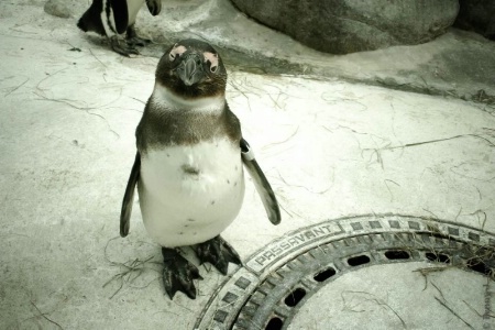 Mr. Penguin