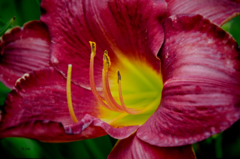 Daylily