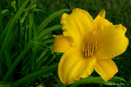 Yellow Lilly 2