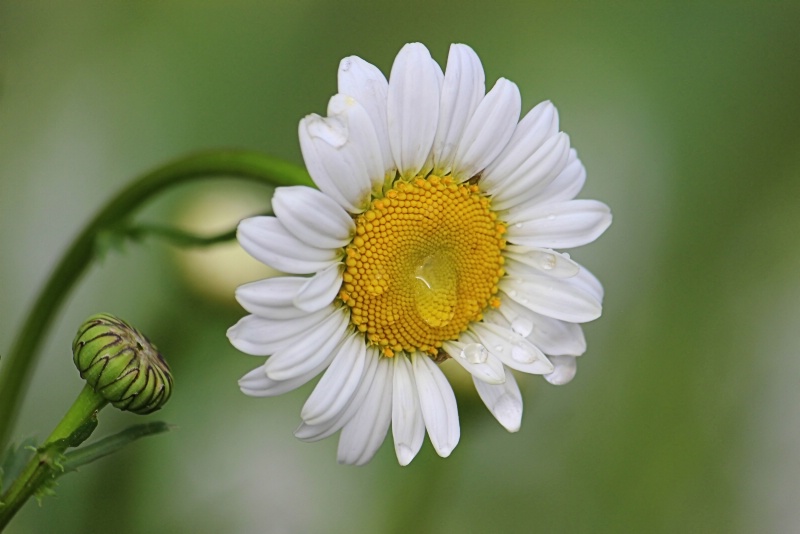 Weeping Daisy