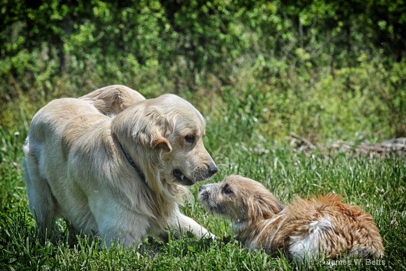 Marley and Boe