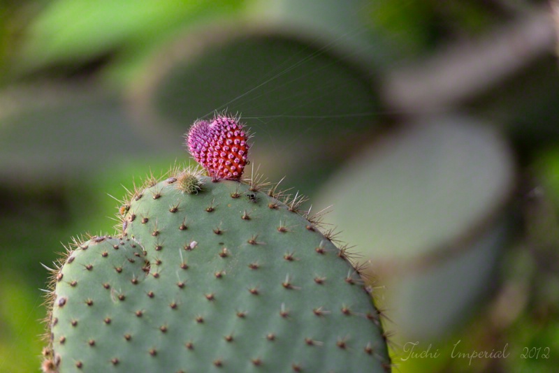 Cactus Heart